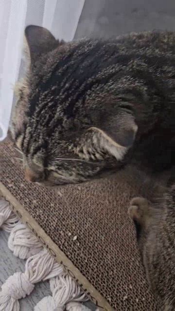 Кошка обожает эти когтеточки!❤️