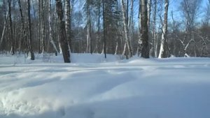 в роще