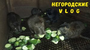 Ремонт двора. Огуречный пир для НУТРИЙ. 27.07.26
