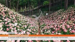 В китайской провинции Гуйчжоу начался сезон цветения гортензий