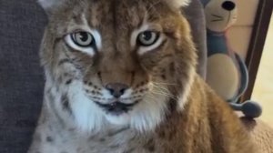 😸Типичное утро в России выглядит как-то так

уже покормили своих питомцев?)
