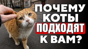 Почему Уличные Коты Подходят Именно к ТЕБЕ？ Вот Что Они Знают…