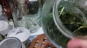 Домашние огурцы, консервированные на зиму.