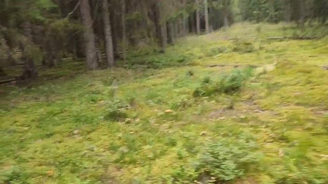 Лес в Ленинградской области