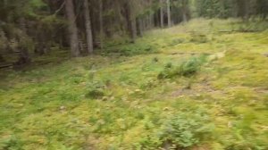 Лес в Ленинградской области