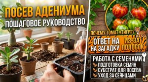 Сею адениумы, промываю семена.
Ответ на вторую загадку: почему выбрала сорт Тигр