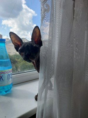 Аннушка