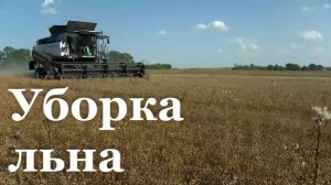 На полях ЛНР приступили к уборке льна