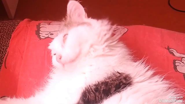 Мариуполь 🐈 🐈🐈🐈 мои кошечки