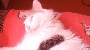 Мариуполь 🐈 🐈🐈🐈 мои кошечки
