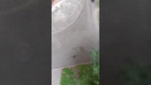 Обзор моей улицы с балкона.