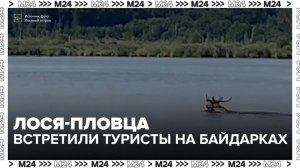Лося-пловца встретили туристы на байдарках в «Лосином острове» - Москва 24