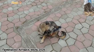 Лада на посту