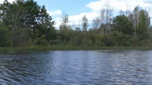 Щуки в августе