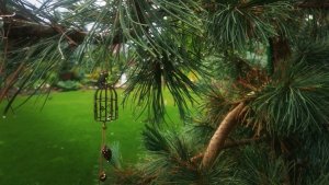 Коллекция Пендульных Хвойных🔥Часть IV Обзор🌲1-5.08.26 #сад #хвойные #garden #дача