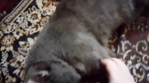 🥵Тимки жарко🐱☀️