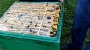 6 августа РАСШИРЯТЬ или СОКРАЩАТЬ гнездо пчёл