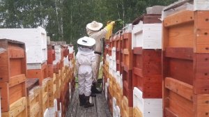 Отбор меда июль 2026г.