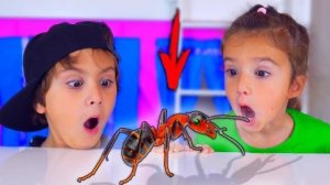 МУРАВЬИ СБЕЖАЛИ! Больше мы не дружим...