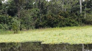 Самая большая кувшинка в мире Виктория, и поиск птиц ранним утром в диких джунглях Перу