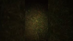 прогулка по лесу🌲🌲🌲