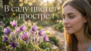 В саду цветет прострел