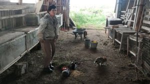Кормлю кроликов,ещё двух кроликов отпустила на свободу.