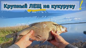 КРУПНЫЙ ЛЕЩ НА КУКУРУЗУ. ЖОР КАРПА. !! Испытание кораблика для закорма!! #рыбалка