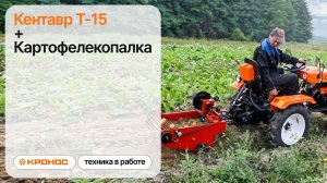 Мини-трактор Кентавр Т-15 (Toyokawa 15 л.с.) с транспортерной картофелекопалкой выкапывает картофель
