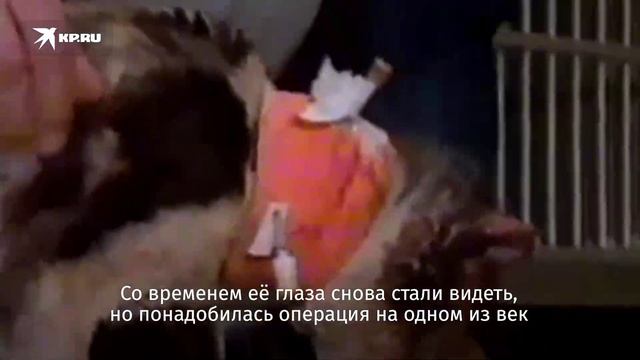 Мама с большой буквы: Скарлетт пять раз возвращалась в огонь, чтобы спасти своих котят