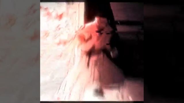 годжо и сукуна эдит
