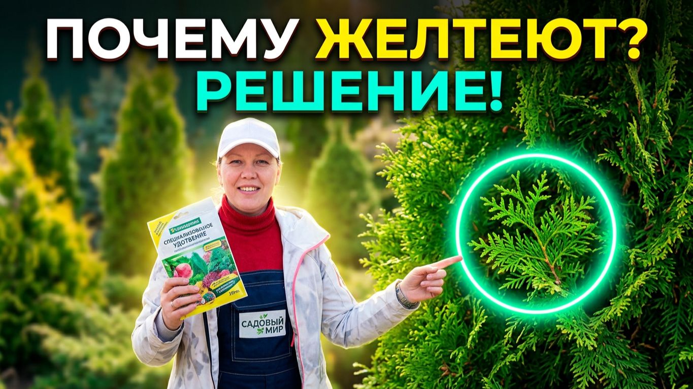 Уход за хвойными растениями в апреле
