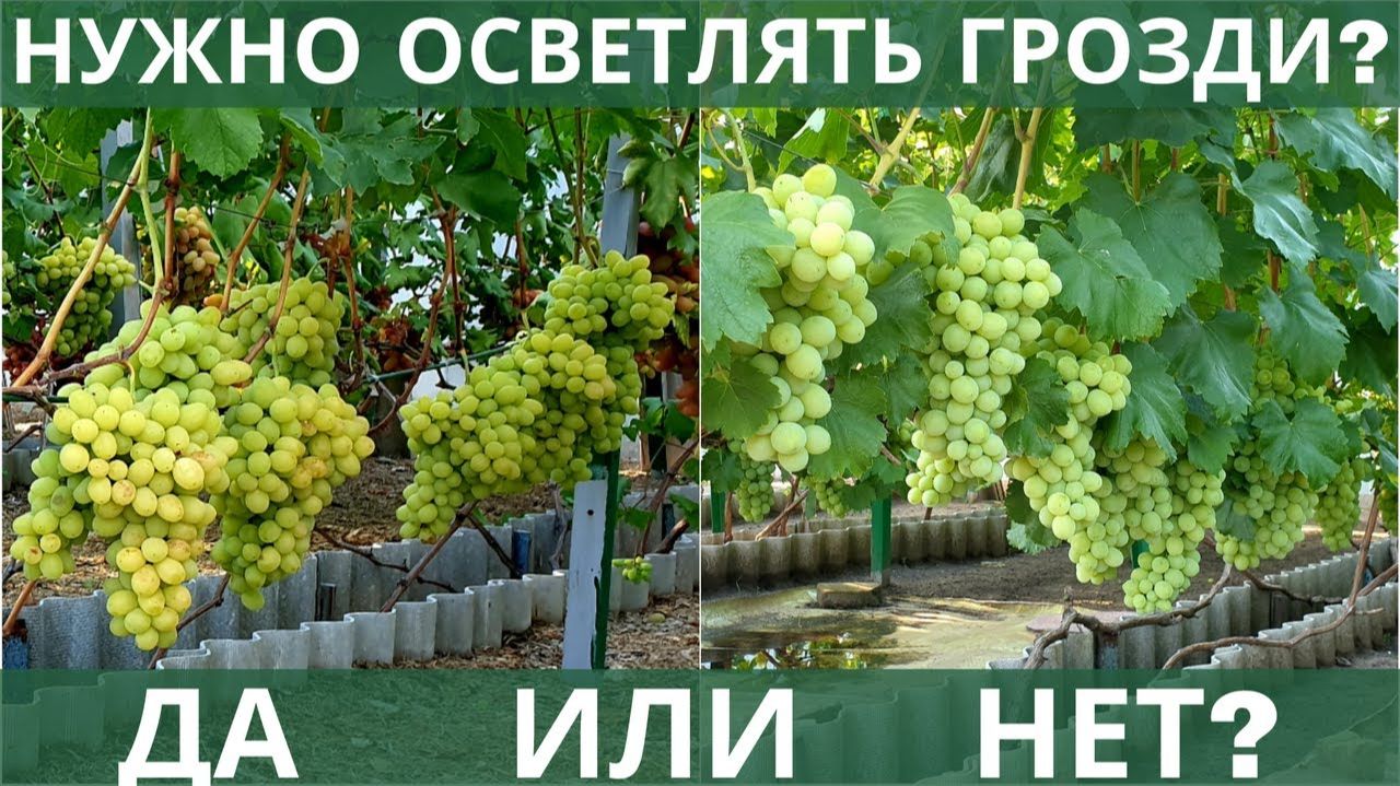 Осветление гроздей винограда! НУЖНО или НЕ НУЖНО это делать? 🍇