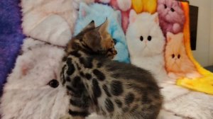 Енот Алис-Бриллиант 1месяц и 10 дней