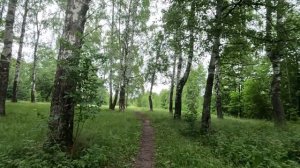 хорошо гуляю по лесу 46