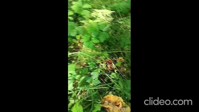 Белые грибы кругом)