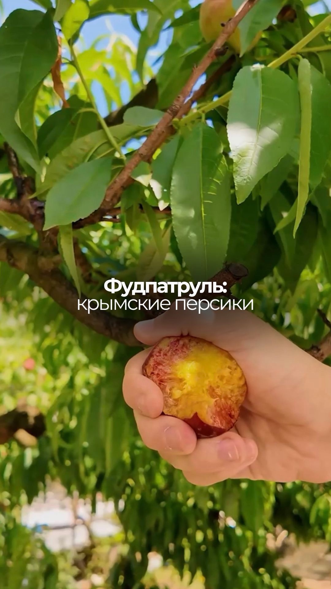 Попробовали только что сорванные с ветки персики с нашим корреспондентом Ефимом 🍑