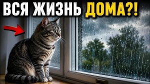 Что произойдет с вашим котом, если он проведет всю жизнь дома？