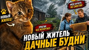 Котёнок сам выбрал нашу семью! А ураган сорвал откачку мёда | Дача в деревне