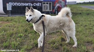 С лайкой на вязку