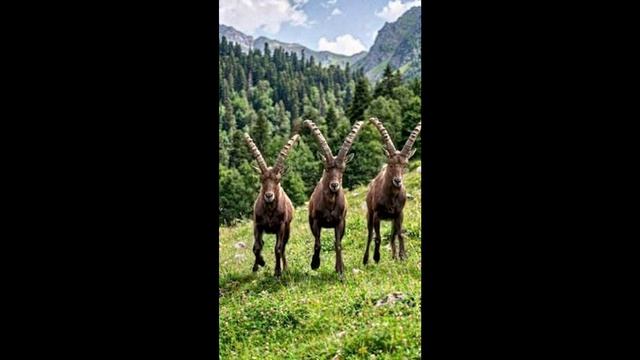 Козлопляс 1