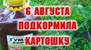 6 августа. Подкормила картошку