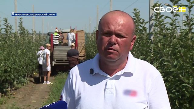Уборка яблок стартовала на Ставрополье