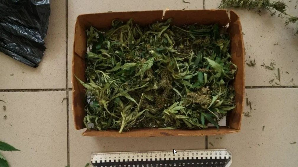 Сотрудники УНК пресекли незаконное культивирование наркосодержащих растений в Тамбовской области