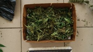 Сотрудники УНК пресекли незаконное культивирование наркосодержащих растений в Тамбовской области