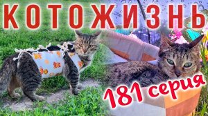 ПОЧИНИЛИ ПИРАТИКА🔸У НАС ГОСТИ С КАНАЛА🔸и много всего еще интересного!😻КОТОЖИЗНЬ!
