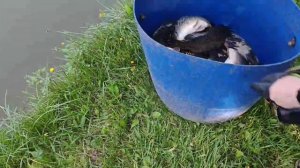 привоз Карпа на большой водоëм