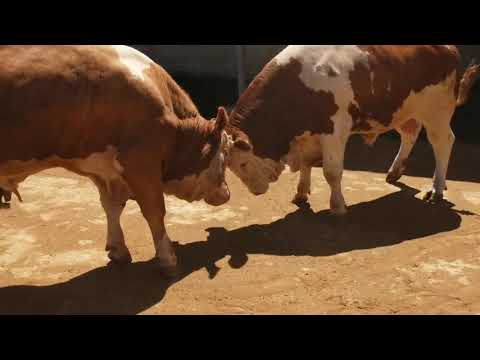 Симментал моллар фермаси Simmental Mollar Fermasi