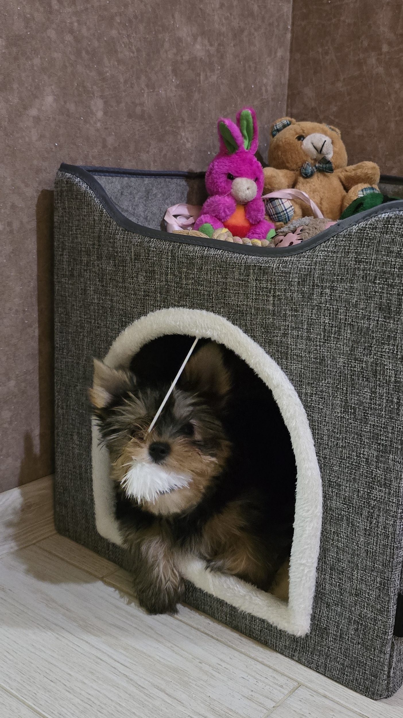 🐾 Скучали по Плюшкиному архиву?