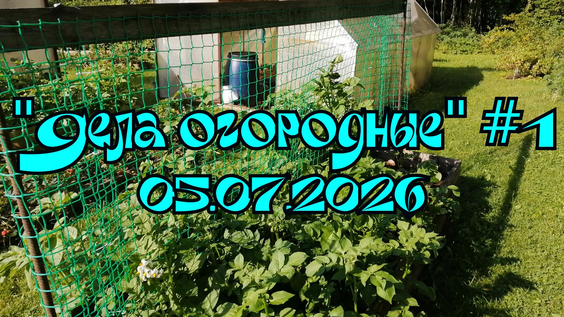 Дела огородные 1    05.07.2026    Все растет и зеленеет...